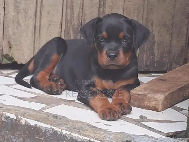 1-3 mois Homme Pure race Rottweiler
