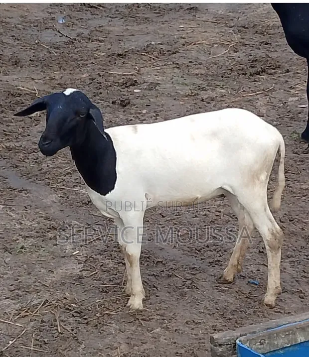 Animaux Mouton