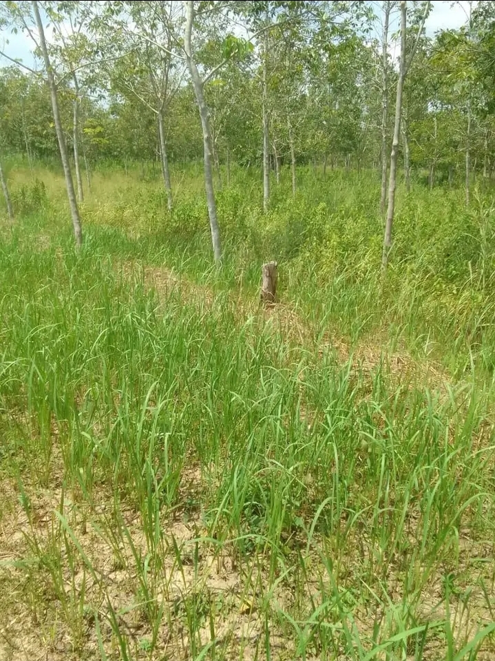 VENTE D'UNE GRANDE PLANTATION D'HÉVÉA 