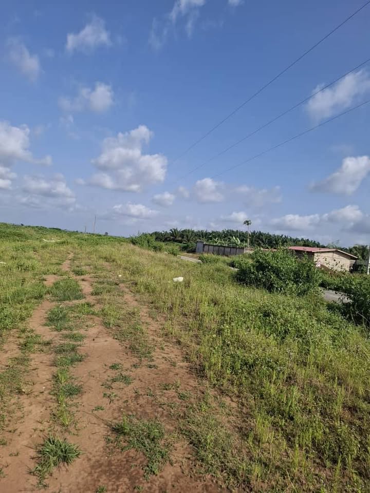 BINGERVILLE ELOKATÉ