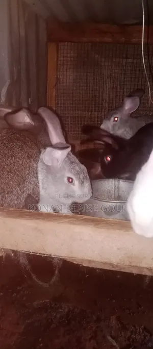 Vente De Lapin