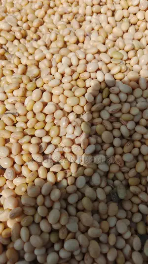 Soja Blanc Disponible Livraison Partout en Côte d'Ivoire