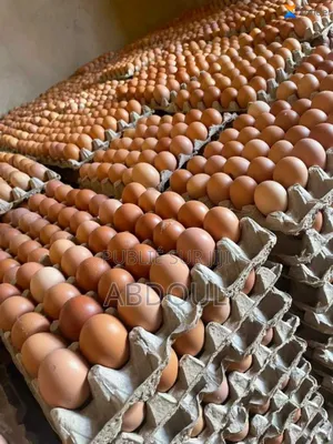 Oeufs en Gros