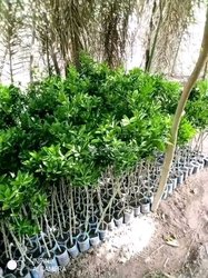 Ets pépinière agro vente de pépinière