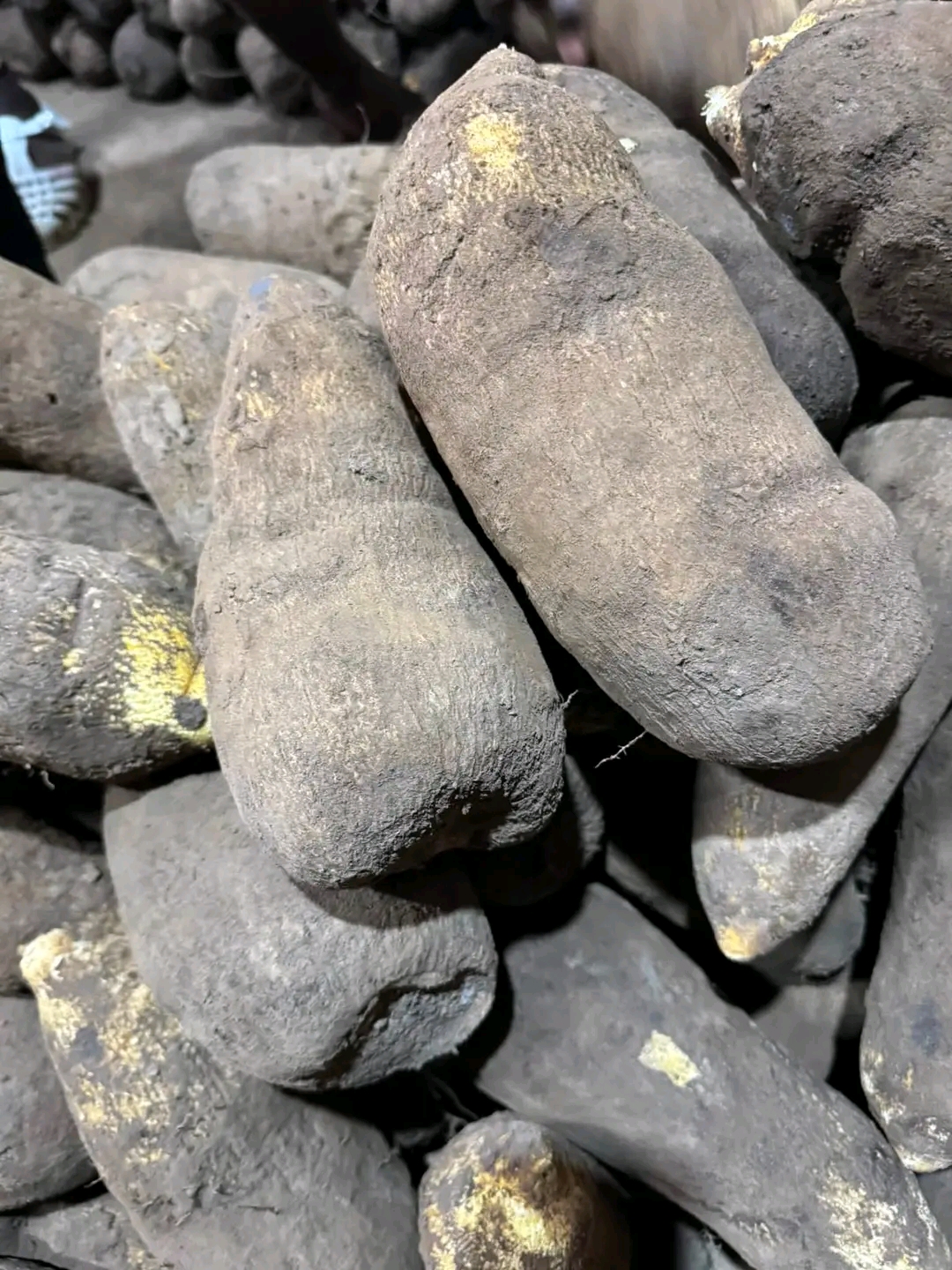 Sortez ohhhhhhhh sortez hoooo  Viande de brousse Agouti, hérisson, épe