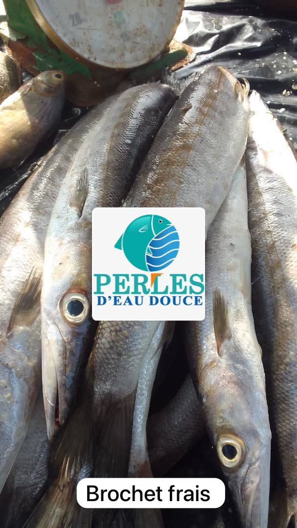 🐟✨ PERLES D’EAU DOUCE – LA FRAÎCHEUR QUI FAIT LA DIFFÉRENCE ✨🦐