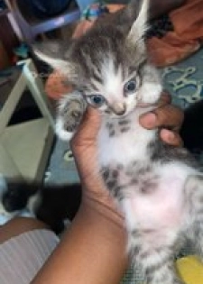 Chaton