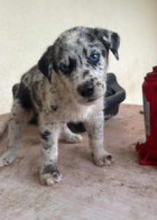 Chiot husky-dog allemand