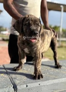 Chiot boerboel