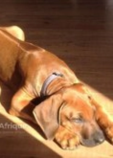 Chiot ridgeback de lignée