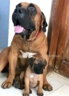 Chien de tout race