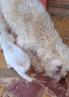 Chiot caniche bichon