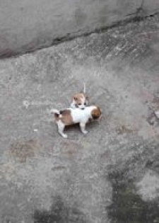 Chiots adorable