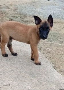 Chiots Berger Malinois