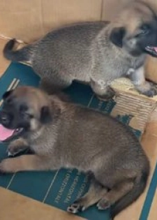 Chiot berger malinois