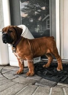 Chiot Boerboel