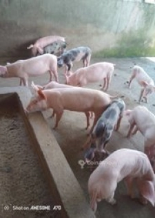 Porcs