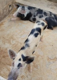 Porcs