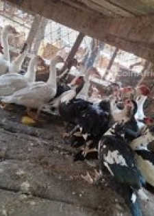 Canards