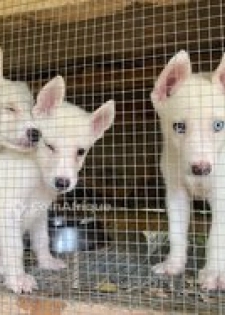 Chiots husky