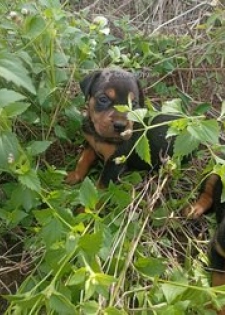 Chiots Rottweiler