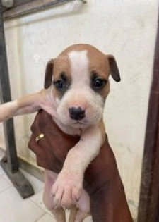 Chiot pitbull