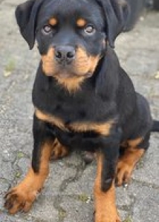 Chiot Rottweiler