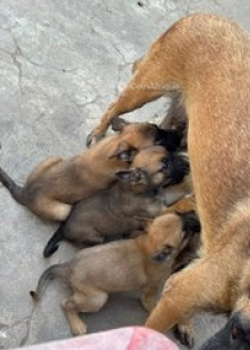 Chiot Berger Malinois