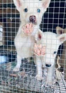 Siberan husky