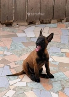 Chiot berger belge malinois le vrais pure race