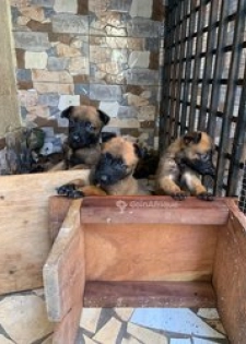 Chiot Berger Malinois