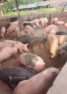 Porcs