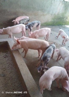 Porcs