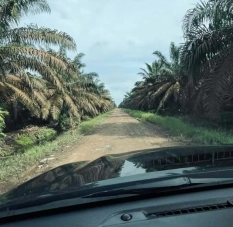 Plantation de palmiers à huile a vendre a Aboisso